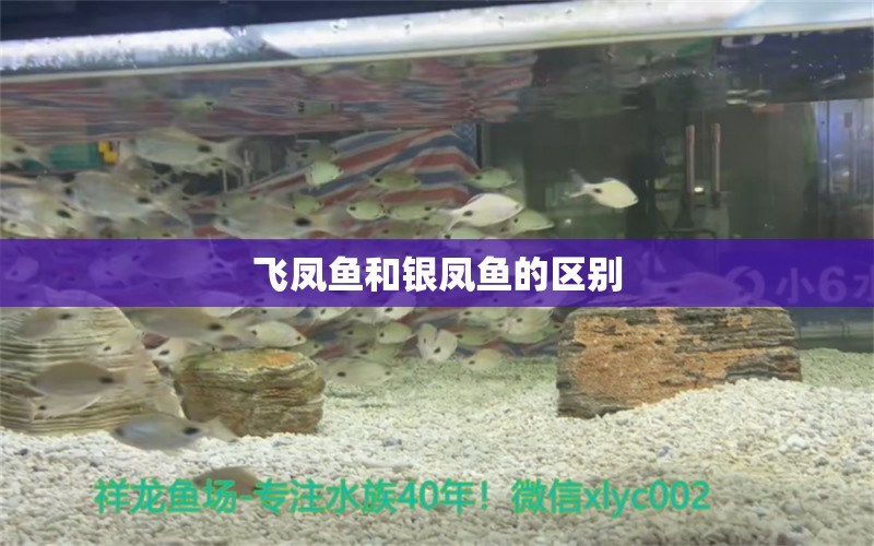 飛鳳魚(yú)和銀鳳魚(yú)的區(qū)別 飛鳳魚(yú)