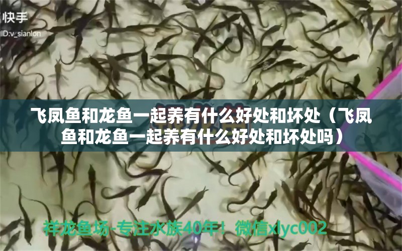 飛鳳魚和龍魚一起養(yǎng)有什么好處和壞處（飛鳳魚和龍魚一起養(yǎng)有什么好處和壞處嗎）