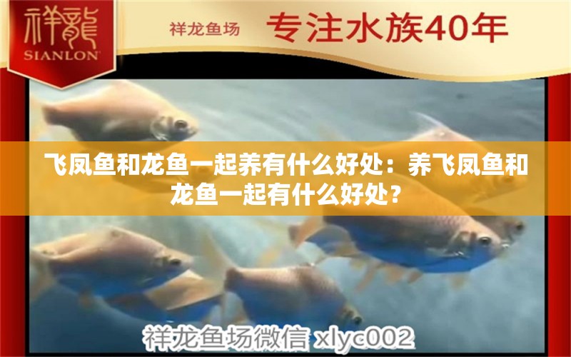 飛鳳魚和龍魚一起養(yǎng)有什么好處：養(yǎng)飛鳳魚和龍魚一起有什么好處？ 水族問(wèn)答 第2張