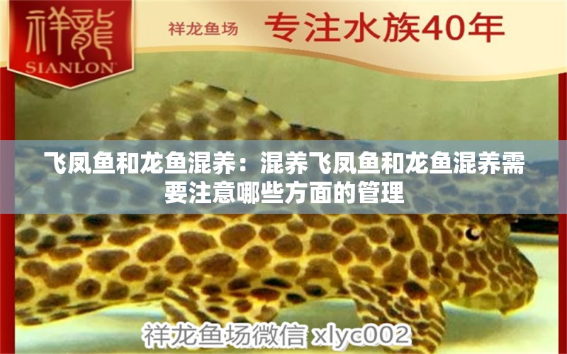 飛鳳魚和龍魚混養(yǎng)：混養(yǎng)飛鳳魚和龍魚混養(yǎng)需要注意哪些方面的管理 水族問答