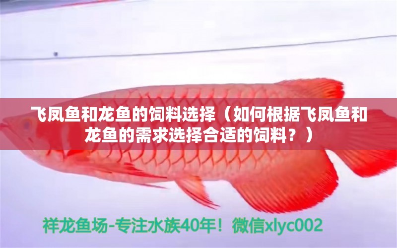 飛鳳魚(yú)和龍魚(yú)的飼料選擇（如何根據(jù)飛鳳魚(yú)和龍魚(yú)的需求選擇合適的飼料？） 水族問(wèn)答 第1張