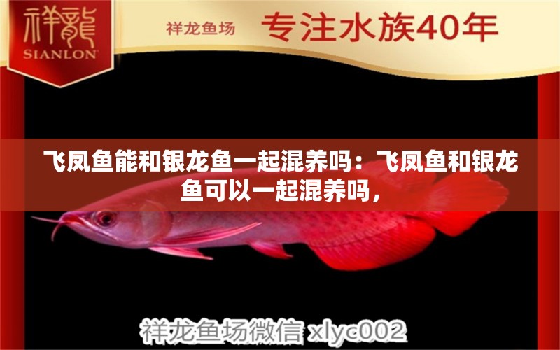 飛鳳魚能和銀龍魚一起混養(yǎng)嗎：飛鳳魚和銀龍魚可以一起混養(yǎng)嗎， 水族問答 第1張