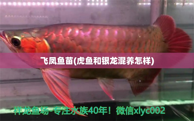 飛鳳魚苗(虎魚和銀龍混養(yǎng)怎樣)