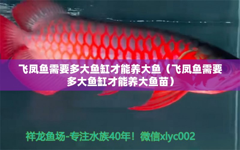 飛鳳魚需要多大魚缸才能養(yǎng)大魚（飛鳳魚需要多大魚缸才能養(yǎng)大魚苗）