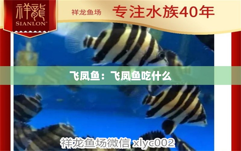 飛鳳魚：飛鳳魚吃什么