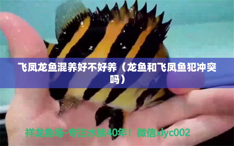 飛鳳龍魚混養(yǎng)好不好養(yǎng)（龍魚和飛鳳魚犯沖突嗎） 飛鳳魚