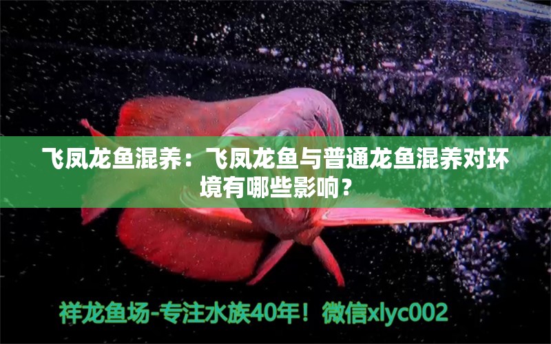 飛鳳龍魚混養(yǎng)：飛鳳龍魚與普通龍魚混養(yǎng)對環(huán)境有哪些影響？ 水族問答 第2張