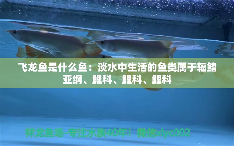 飛龍魚(yú)是什么魚(yú)：淡水中生活的魚(yú)類(lèi)屬于輻鰭亞綱、鯉科、鯉科、鯉科 水族問(wèn)答 第2張