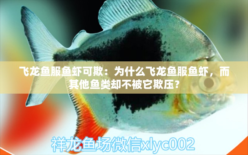 飛龍魚服魚蝦可欺：為什么飛龍魚服魚蝦，而其他魚類卻不被它欺壓？ 水族問答 第1張