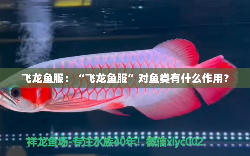 飛龍魚服：“飛龍魚服”對魚類有什么作用？ 水族問答 第2張