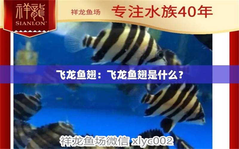 飛龍魚翅：飛龍魚翅是什么？ 水族問答