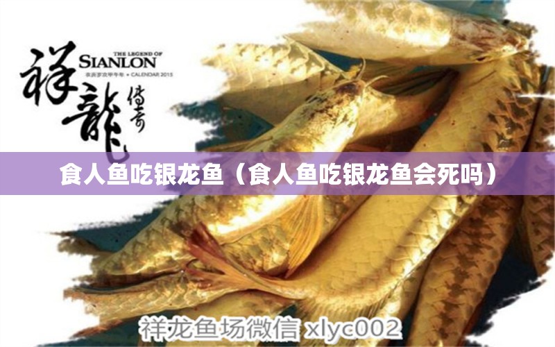 食人魚(yú)吃銀龍魚(yú)（食人魚(yú)吃銀龍魚(yú)會(huì)死嗎）