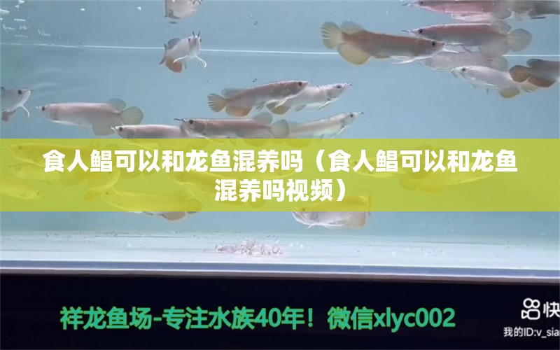 食人鯧可以和龍魚混養(yǎng)嗎（食人鯧可以和龍魚混養(yǎng)嗎視頻） 廣州龍魚批發(fā)市場