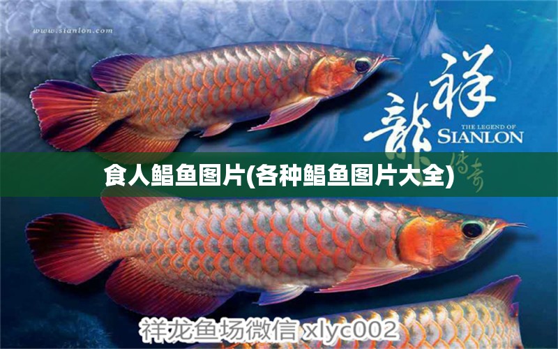 食人鯧魚圖片(各種鯧魚圖片大全)