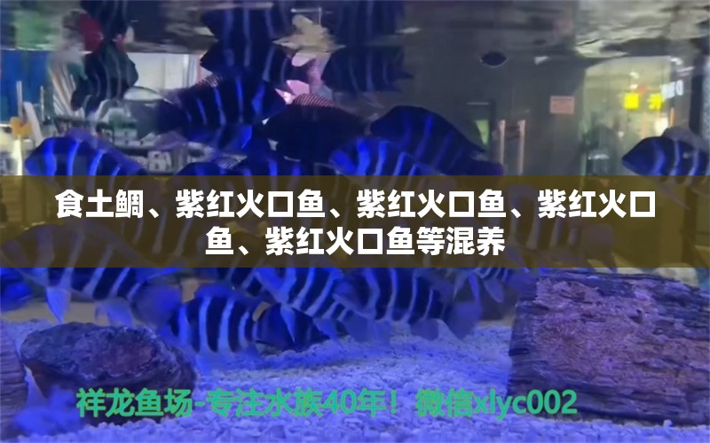 食土鯛、紫紅火口魚(yú)、紫紅火口魚(yú)、紫紅火口魚(yú)、紫紅火口魚(yú)等混養(yǎng)