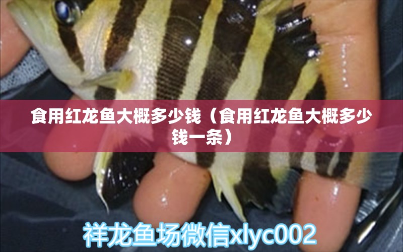 食用紅龍魚(yú)大概多少錢(qián)（食用紅龍魚(yú)大概多少錢(qián)一條）