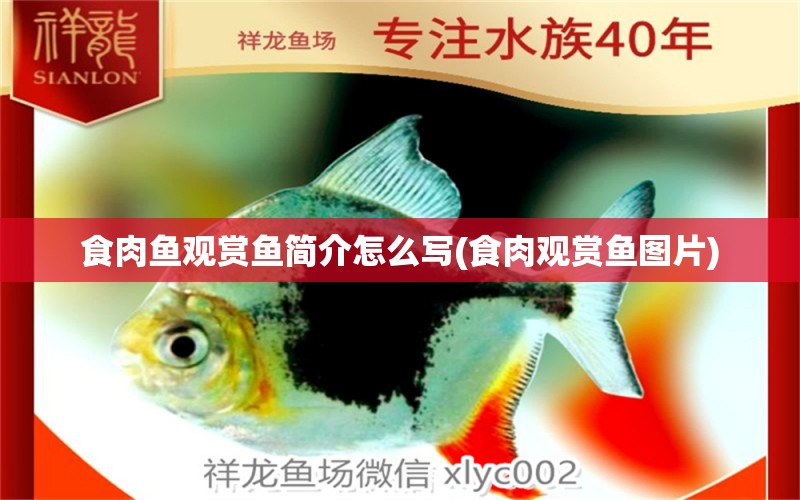 食肉魚(yú)觀賞魚(yú)簡(jiǎn)介怎么寫(xiě)(食肉觀賞魚(yú)圖片) 朱巴利魚(yú)