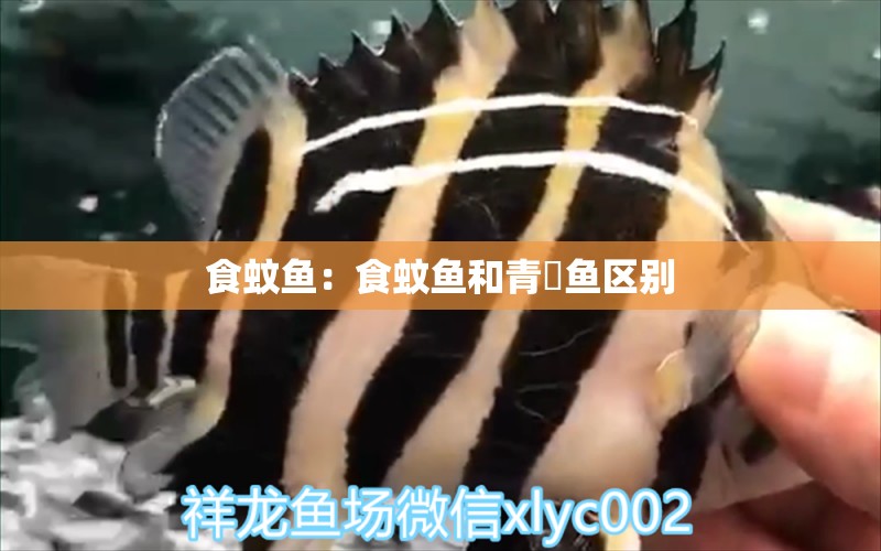 食蚊魚：食蚊魚和青鳉魚區(qū)別