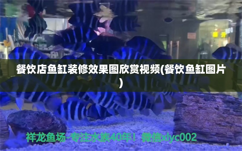 餐飲店魚缸裝修效果圖欣賞視頻(餐飲魚缸圖片) 羅漢魚 第1張