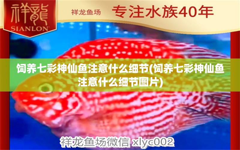 飼養(yǎng)七彩神仙魚注意什么細(xì)節(jié)(飼養(yǎng)七彩神仙魚注意什么細(xì)節(jié)圖片) 七彩神仙魚