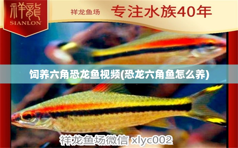 飼養(yǎng)六角恐龍魚視頻(恐龍六角魚怎么養(yǎng)) 薩伊藍魚 第1張