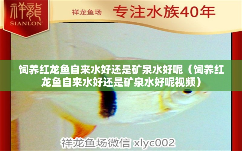 飼養(yǎng)紅龍魚自來(lái)水好還是礦泉水好呢（飼養(yǎng)紅龍魚自來(lái)水好還是礦泉水好呢視頻）