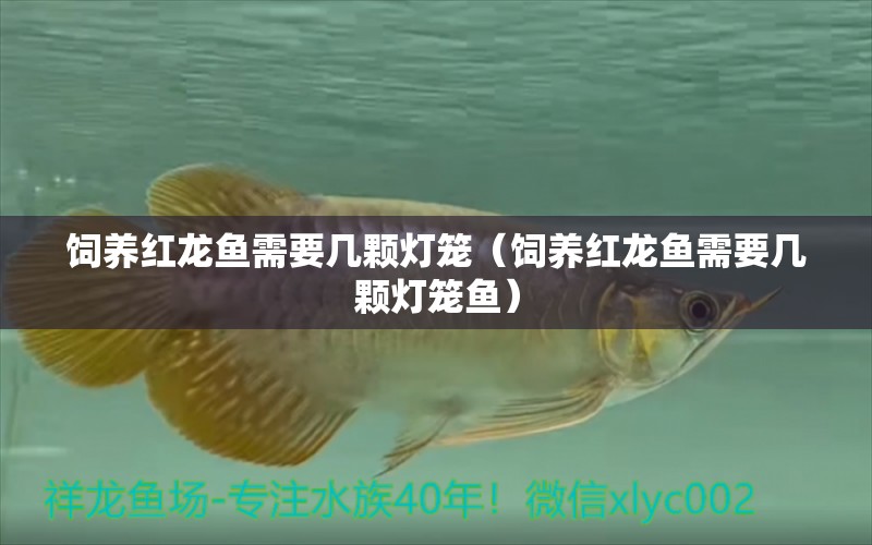 飼養(yǎng)紅龍魚需要幾顆燈籠（飼養(yǎng)紅龍魚需要幾顆燈籠魚） 廣州龍魚批發(fā)市場