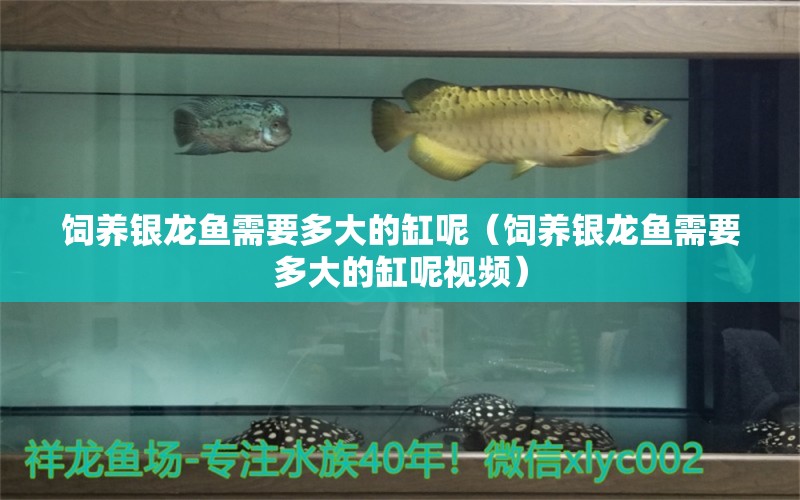 飼養(yǎng)銀龍魚需要多大的缸呢（飼養(yǎng)銀龍魚需要多大的缸呢視頻）