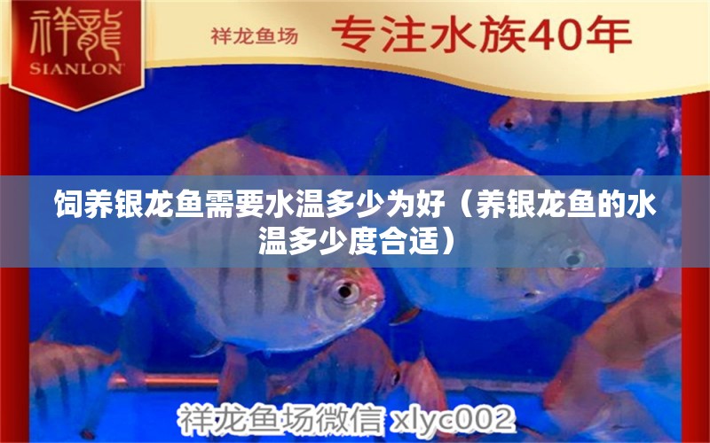 飼養(yǎng)銀龍魚需要水溫多少為好（養(yǎng)銀龍魚的水溫多少度合適） 銀龍魚