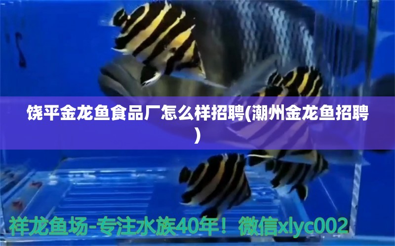 饒平金龍魚食品廠怎么樣招聘(潮州金龍魚招聘) 魚缸/水族箱