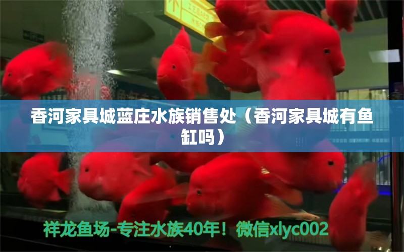 香河家具城藍莊水族銷售處（香河家具城有魚缸嗎）