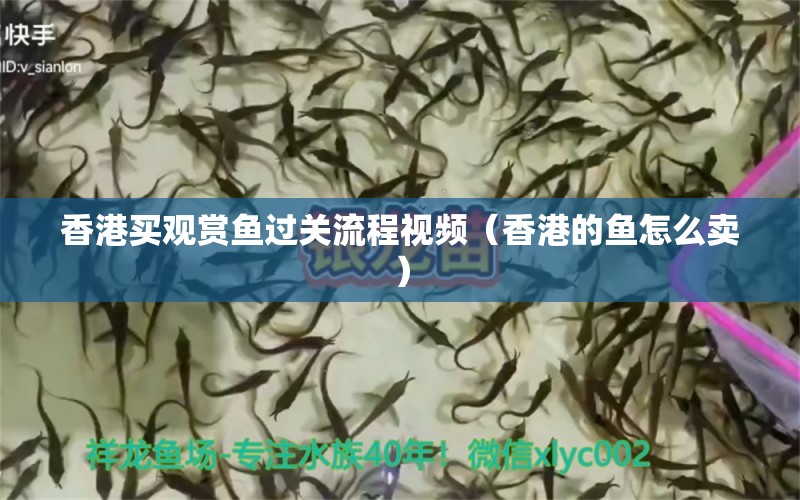 香港買觀賞魚過(guò)關(guān)流程視頻（香港的魚怎么賣） 刀魚魚