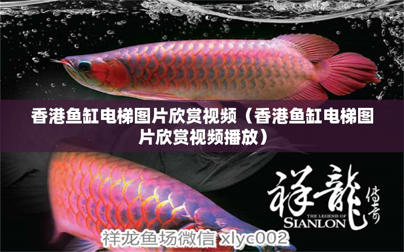 香港魚(yú)缸電梯圖片欣賞視頻（香港魚(yú)缸電梯圖片欣賞視頻播放） 廣州觀賞魚(yú)批發(fā)市場(chǎng)