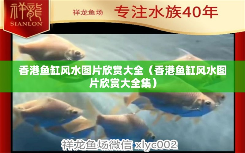 香港魚缸風水圖片欣賞大全（香港魚缸風水圖片欣賞大全集） 魚缸風水