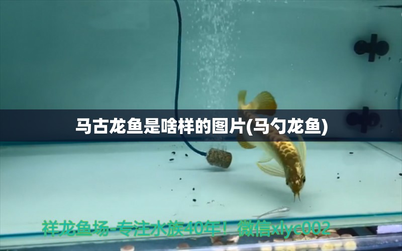 馬古龍魚是啥樣的圖片(馬勺龍魚)