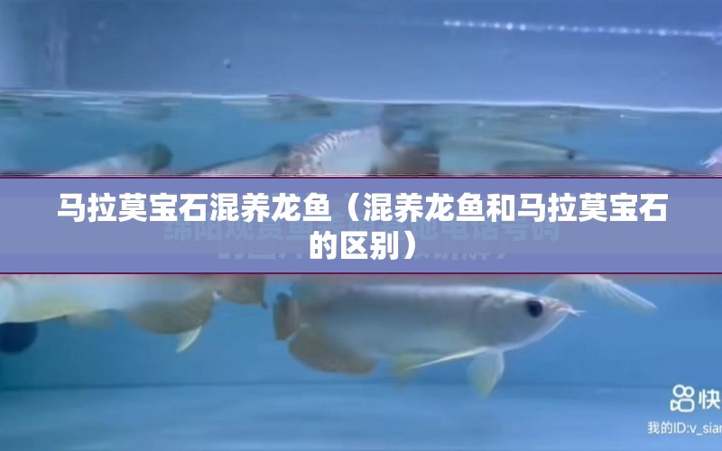 馬拉莫寶石混養(yǎng)龍魚（混養(yǎng)龍魚和馬拉莫寶石的區(qū)別） 水族問答 第1張