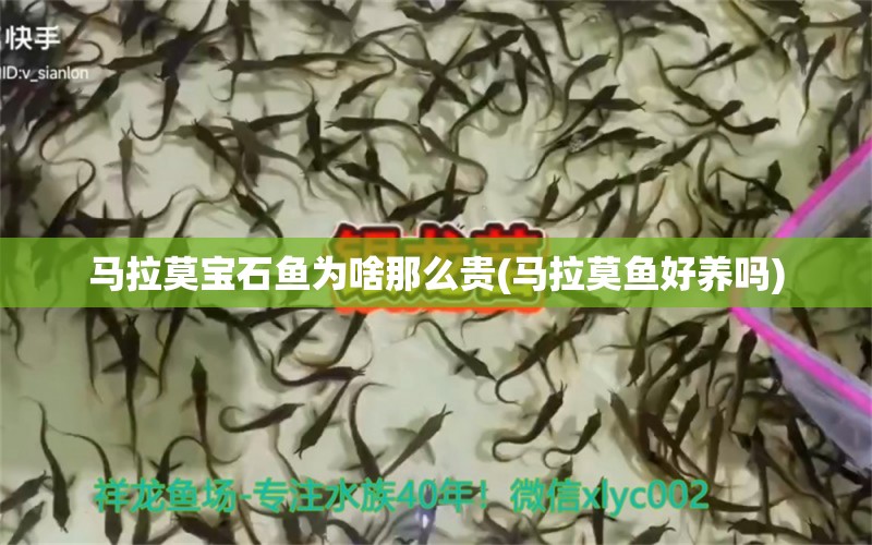 馬拉莫寶石魚為啥那么貴(馬拉莫魚好養(yǎng)嗎) 馬拉莫寶石魚