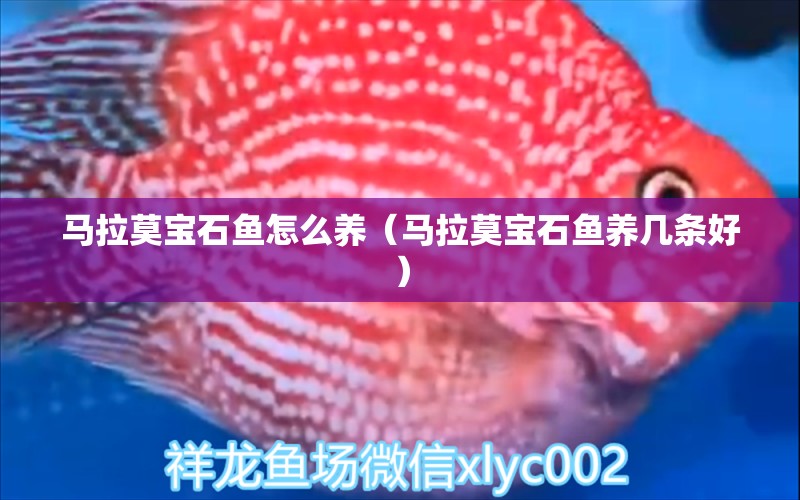 馬拉莫寶石魚怎么養(yǎng)（馬拉莫寶石魚養(yǎng)幾條好）