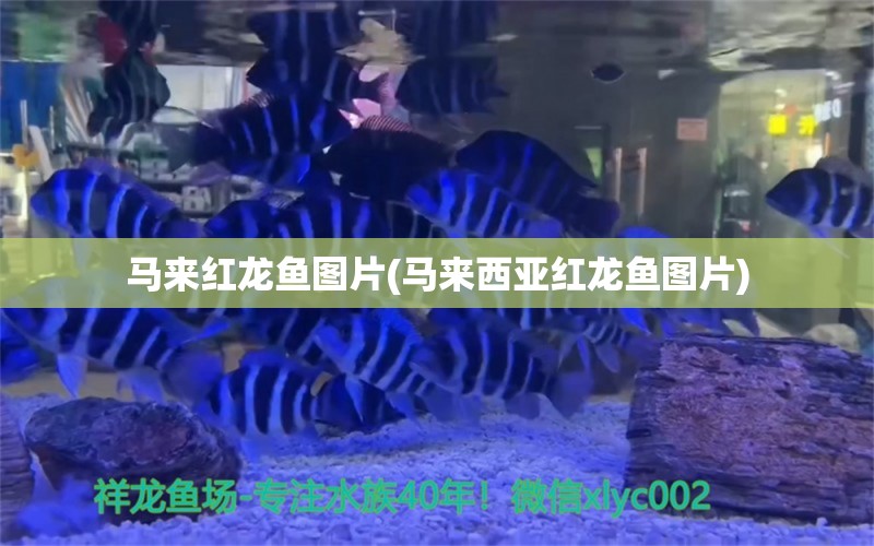 馬來紅龍魚圖片(馬來西亞紅龍魚圖片)