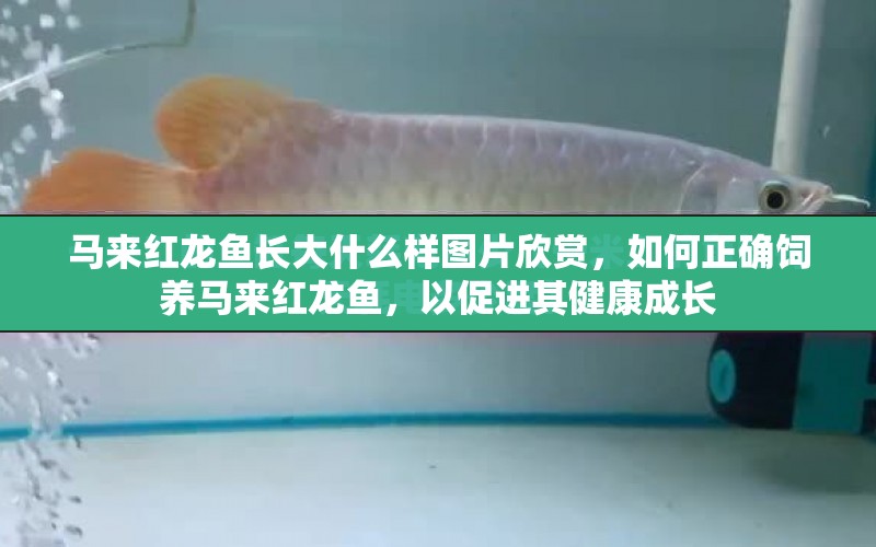 馬來紅龍魚長大什么樣圖片欣賞，如何正確飼養(yǎng)馬來紅龍魚，以促進(jìn)其健康成長 水族問答 第2張