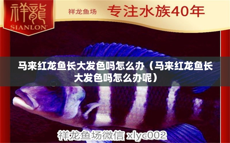 馬來紅龍魚長大發(fā)色嗎怎么辦（馬來紅龍魚長大發(fā)色嗎怎么辦呢） 廣州龍魚批發(fā)市場