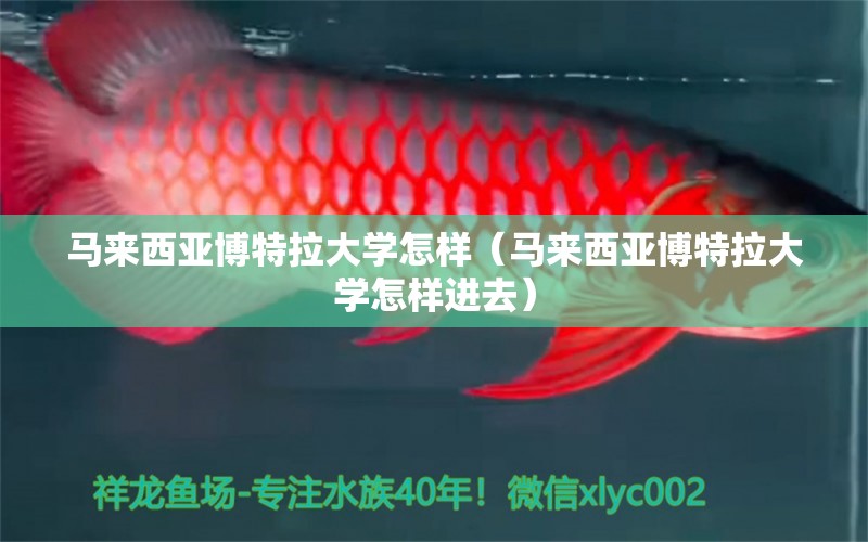 馬來西亞博特拉大學怎樣（馬來西亞博特拉大學怎樣進去） 博特水族