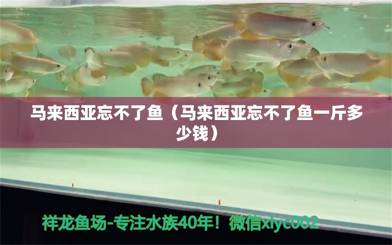 馬來西亞忘不了魚（馬來西亞忘不了魚一斤多少錢） 飛鳳魚