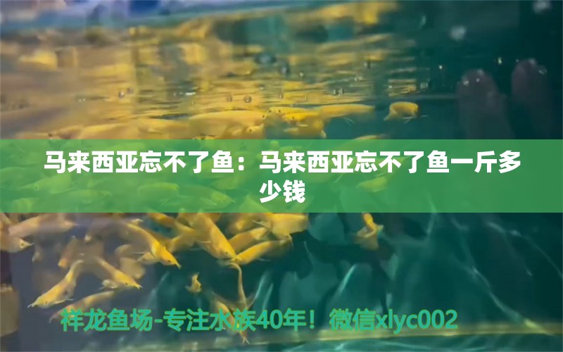 馬來西亞忘不了魚：馬來西亞忘不了魚一斤多少錢 泰國虎魚（泰虎）