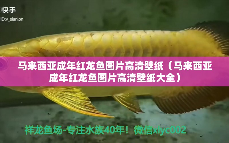 馬來西亞成年紅龍魚圖片高清壁紙（馬來西亞成年紅龍魚圖片高清壁紙大全）