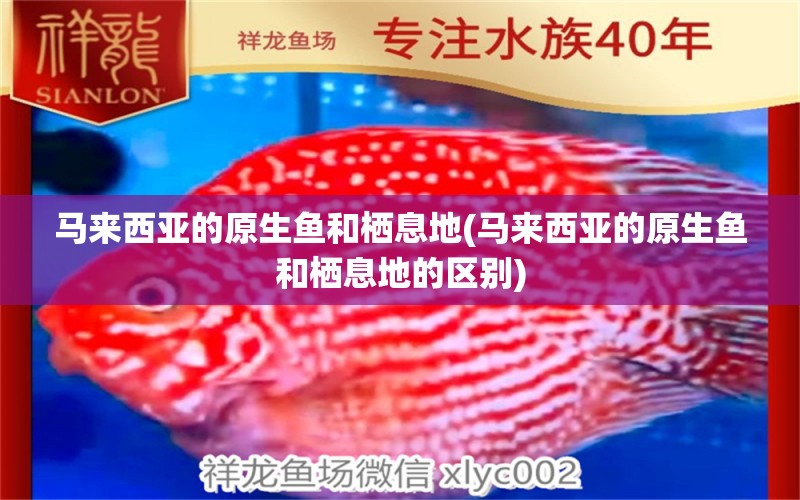 馬來西亞的原生魚和棲息地(馬來西亞的原生魚和棲息地的區(qū)別) 三間鼠魚苗