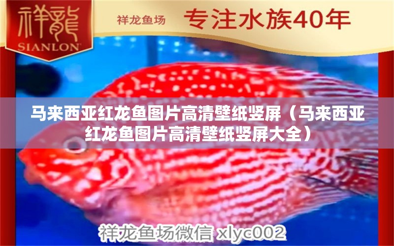 馬來西亞紅龍魚圖片高清壁紙豎屏（馬來西亞紅龍魚圖片高清壁紙豎屏大全） 祥龍水族醫(yī)院