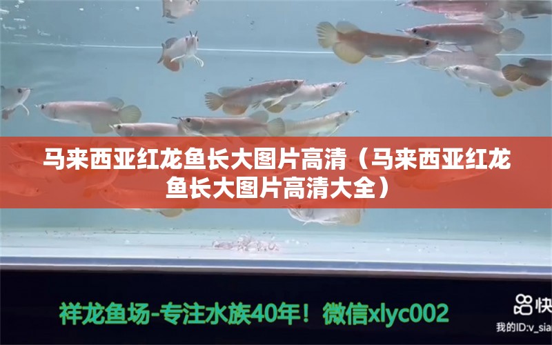 馬來西亞紅龍魚長大圖片高清（馬來西亞紅龍魚長大圖片高清大全）