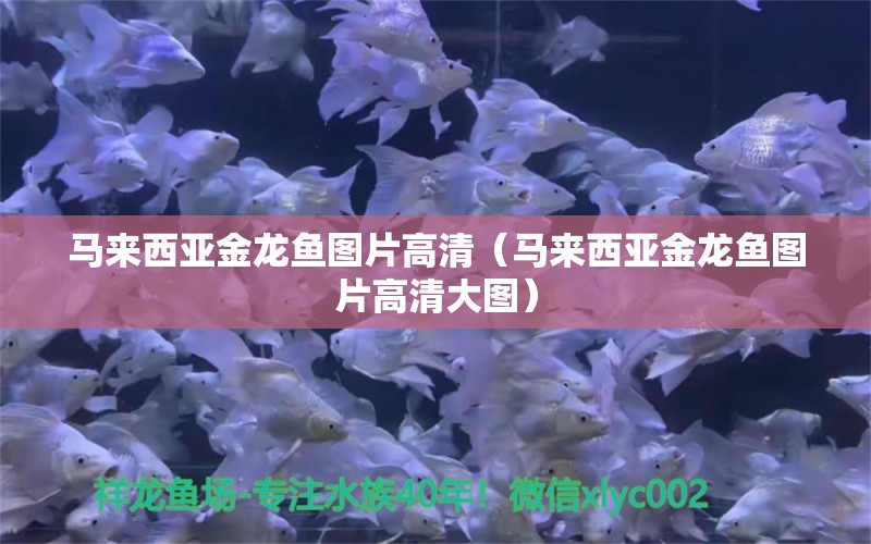 馬來(lái)西亞金龍魚(yú)圖片高清（馬來(lái)西亞金龍魚(yú)圖片高清大圖）