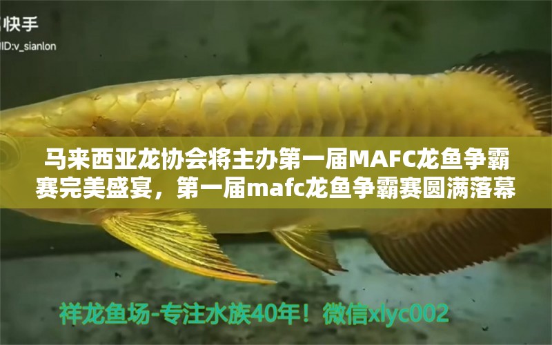 馬來西亞龍協(xié)會將主辦第一屆MAFC龍魚爭霸賽完美盛宴，第一屆mafc龍魚爭霸賽圓滿落幕